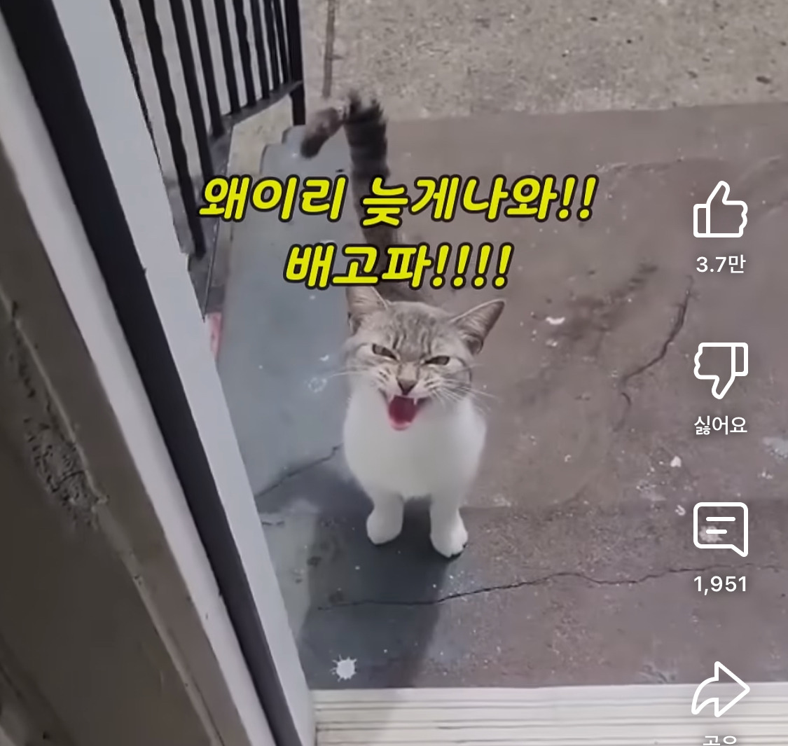 아침마다-길고양이-밥주는데-좀-늦게-일어났더니-0-이미지