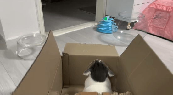 친구-놀래키는-고양이-0-이미지