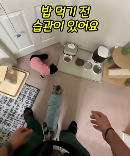 고양이-냅다-들어서-공중에서-흔들어재끼는-남자-4-이미지