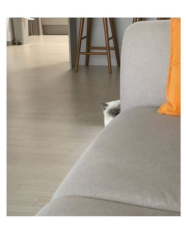 자꾸-나를-감시하는-친구네-집-고양이.jpg-1-이미지