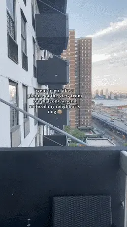 사진-찍다가-옆집-강아지-발견-0-이미지