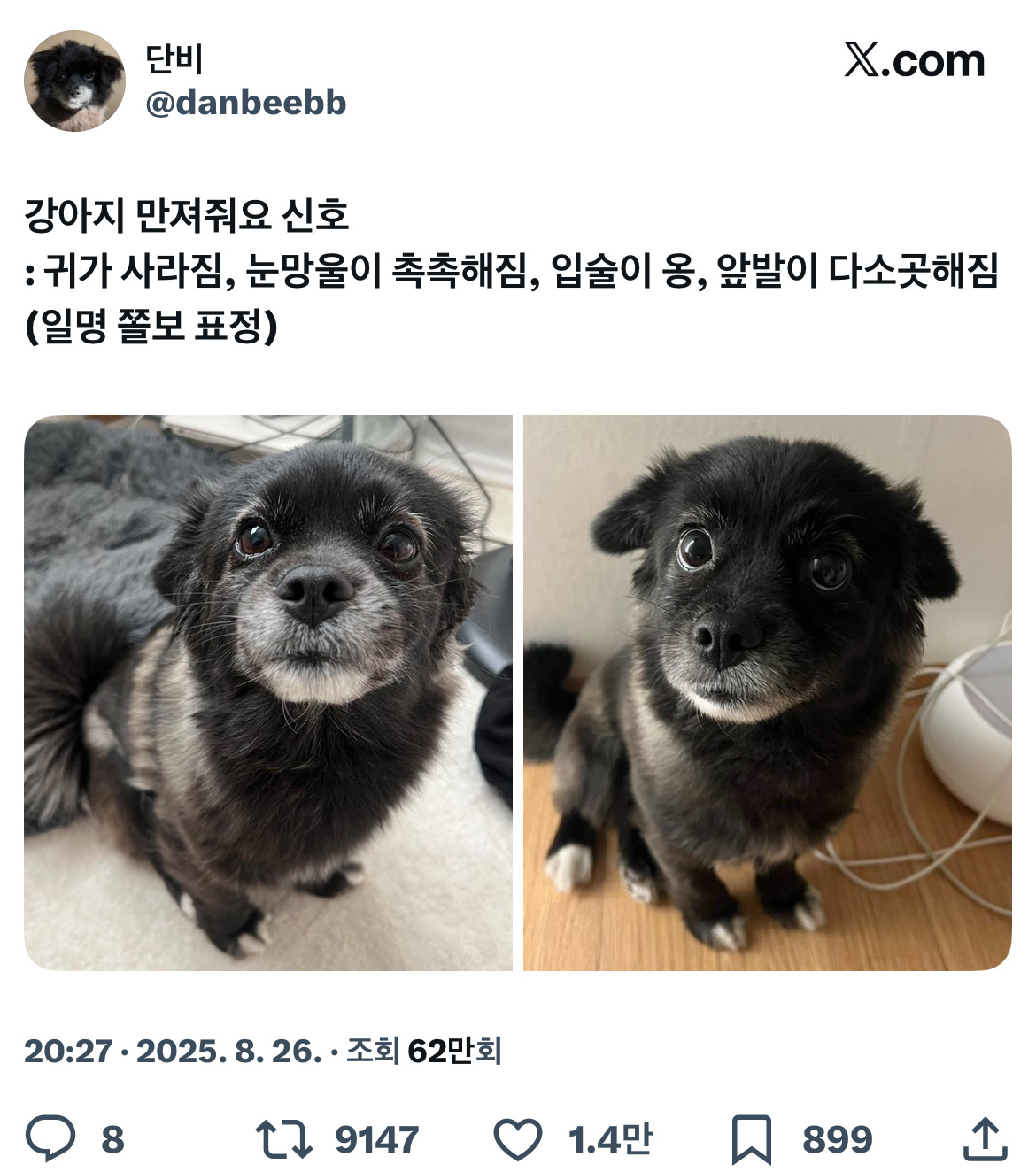 강아지-만져줘요-신호-0-이미지