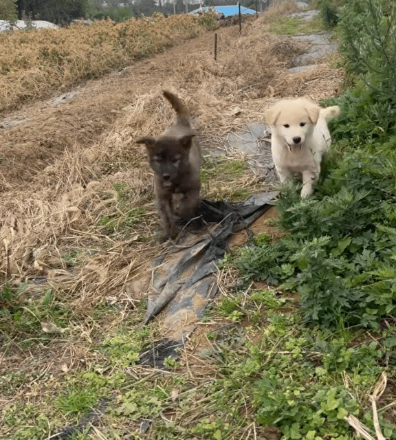 엄마-거믕거-아빠-힝-⋯-6-이미지