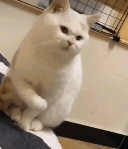 일본-곰-목장의-19대-보스곰-프로필.jpg-2-이미지