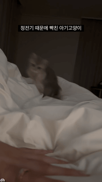 정전기-때문에-빡친-아기고양이.gif-0-이미지