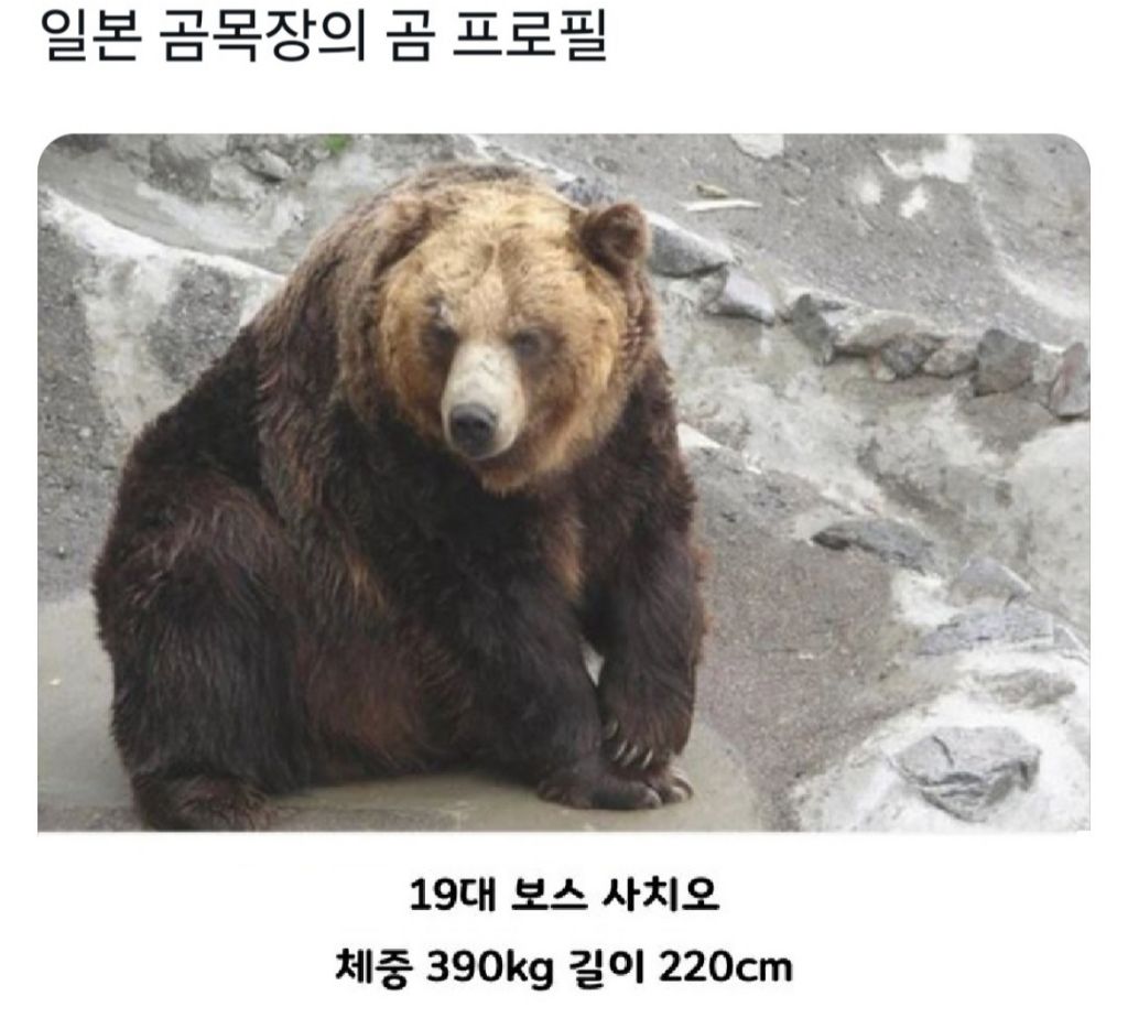 일본-곰-목장의-19대-보스곰-프로필.jpg-0-이미지
