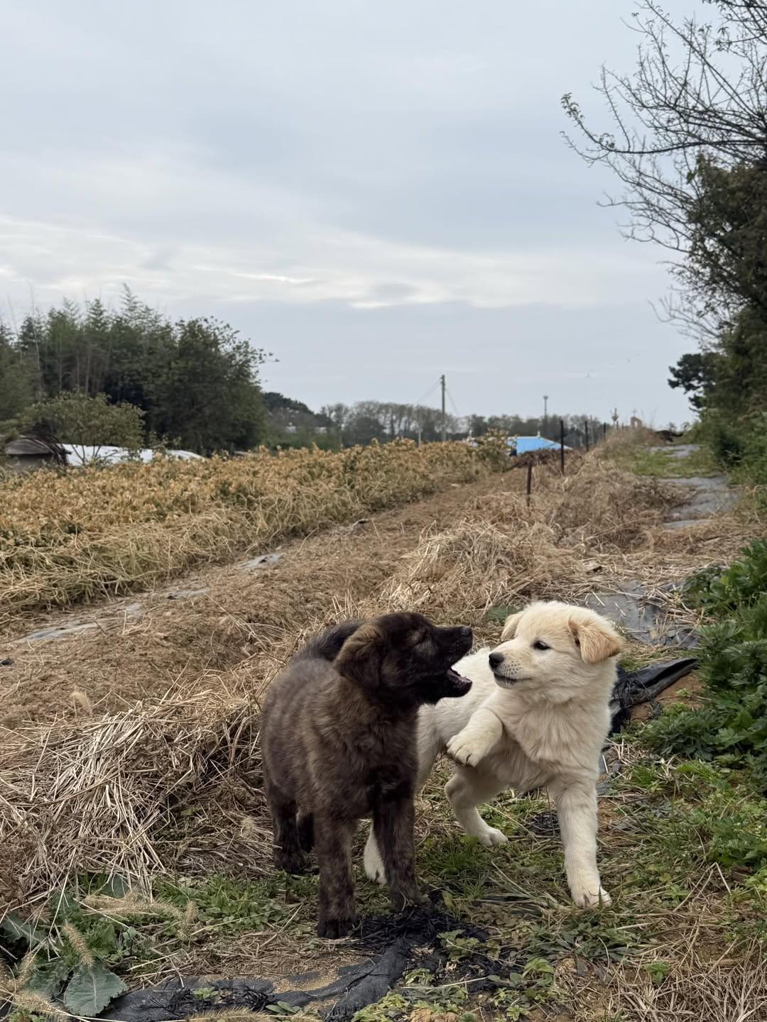 엄마-거믕거-아빠-힝-⋯-4-이미지