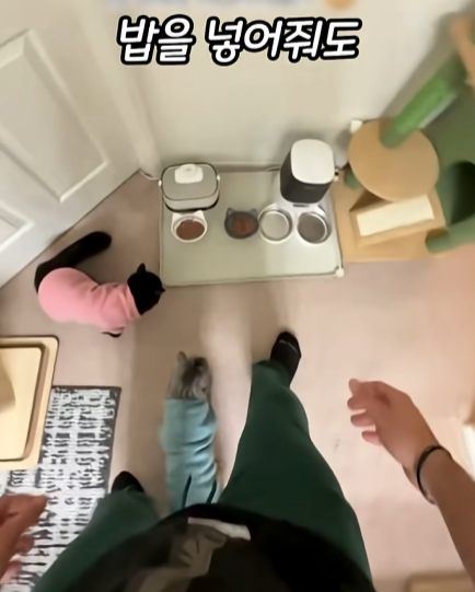 고양이-냅다-들어서-공중에서-흔들어재끼는-남자-1-이미지