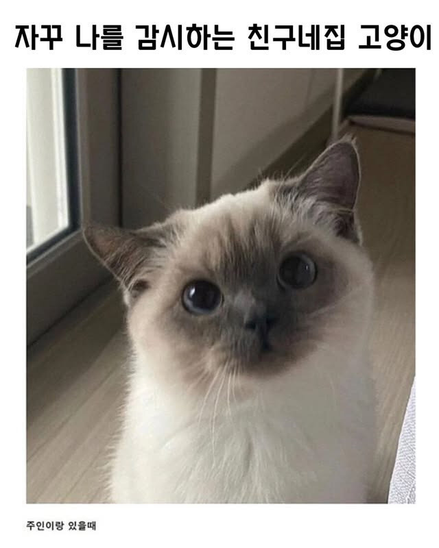 자꾸-나를-감시하는-친구네-집-고양이.jpg-0-이미지