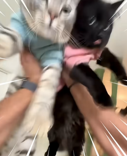 고양이-냅다-들어서-공중에서-흔들어재끼는-남자-7-이미지