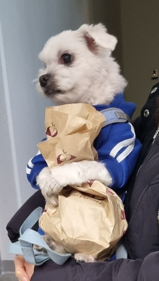 강아지의-보물-1호-1-이미지