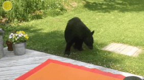 일본-곰-목장의-19대-보스곰-프로필.jpg-3-이미지