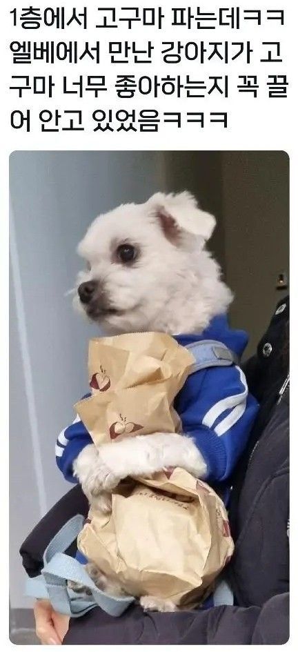 강아지의-보물-1호-0-이미지