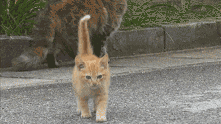 촬영중-간택-당한-카메라맨.gif-1-이미지