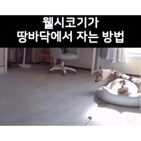 웰시코기-0-이미지