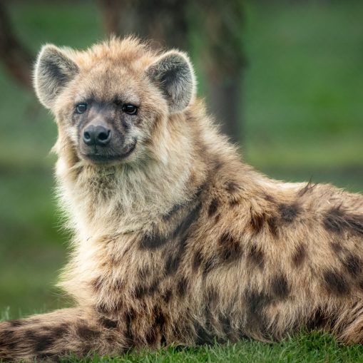 하이에나가-개과가-아님을-느낄수-있는-사진들-2-이미지