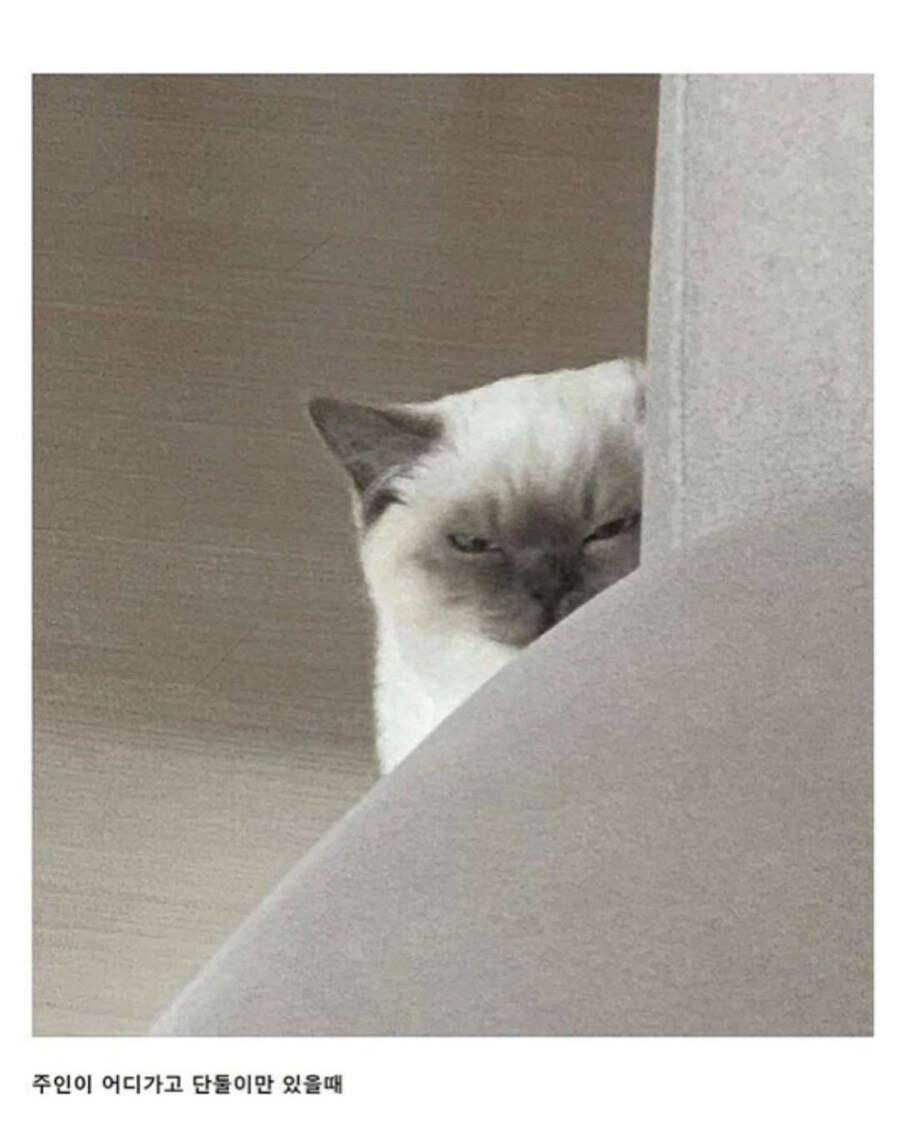 자꾸-나를-감시하는-친구네-집-고양이.jpg-2-이미지