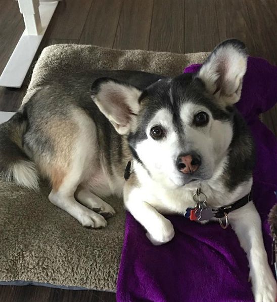 웰시코기의-강력한-유전자.jpg-3-이미지