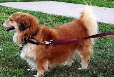 웰시코기의-강력한-유전자.jpg-14-이미지