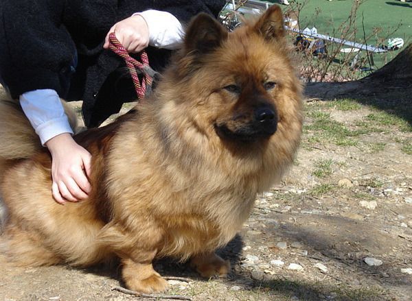 웰시코기의-강력한-유전자.jpg-17-이미지