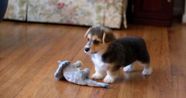 웰시코기의-강력한-유전자.jpg-9-이미지