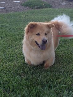 웰시코기의-강력한-유전자.jpg-16-이미지