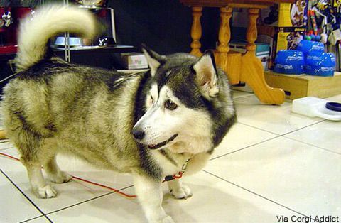 웰시코기의-강력한-유전자.jpg-2-이미지