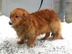 웰시코기의-강력한-유전자.jpg-13-이미지