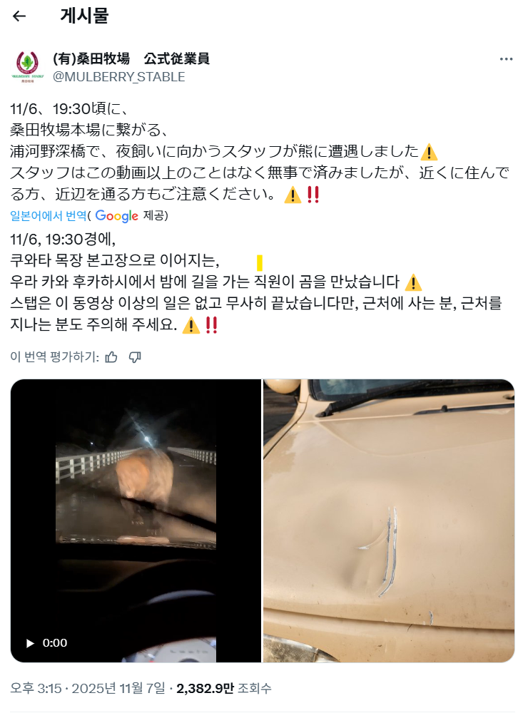 도로한복판에서-곰을-만났습니다.-0-이미지