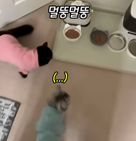 고양이-냅다-들어서-공중에서-흔들어재끼는-남자-2-이미지