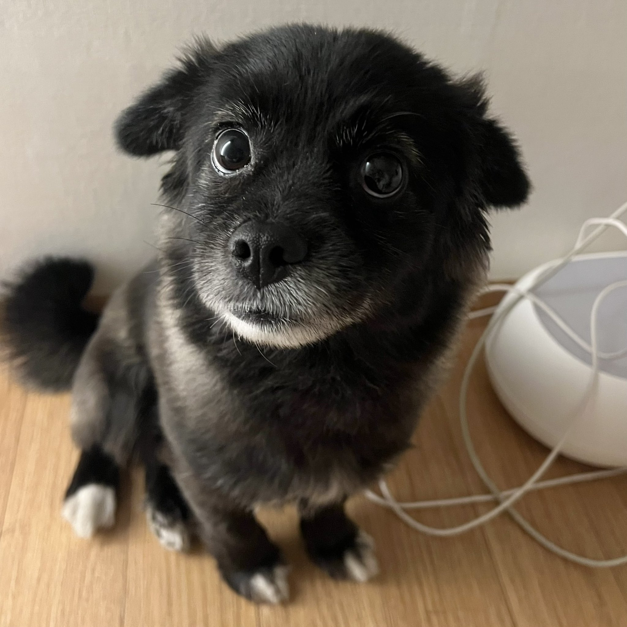 강아지-만져줘요-신호-2-이미지
