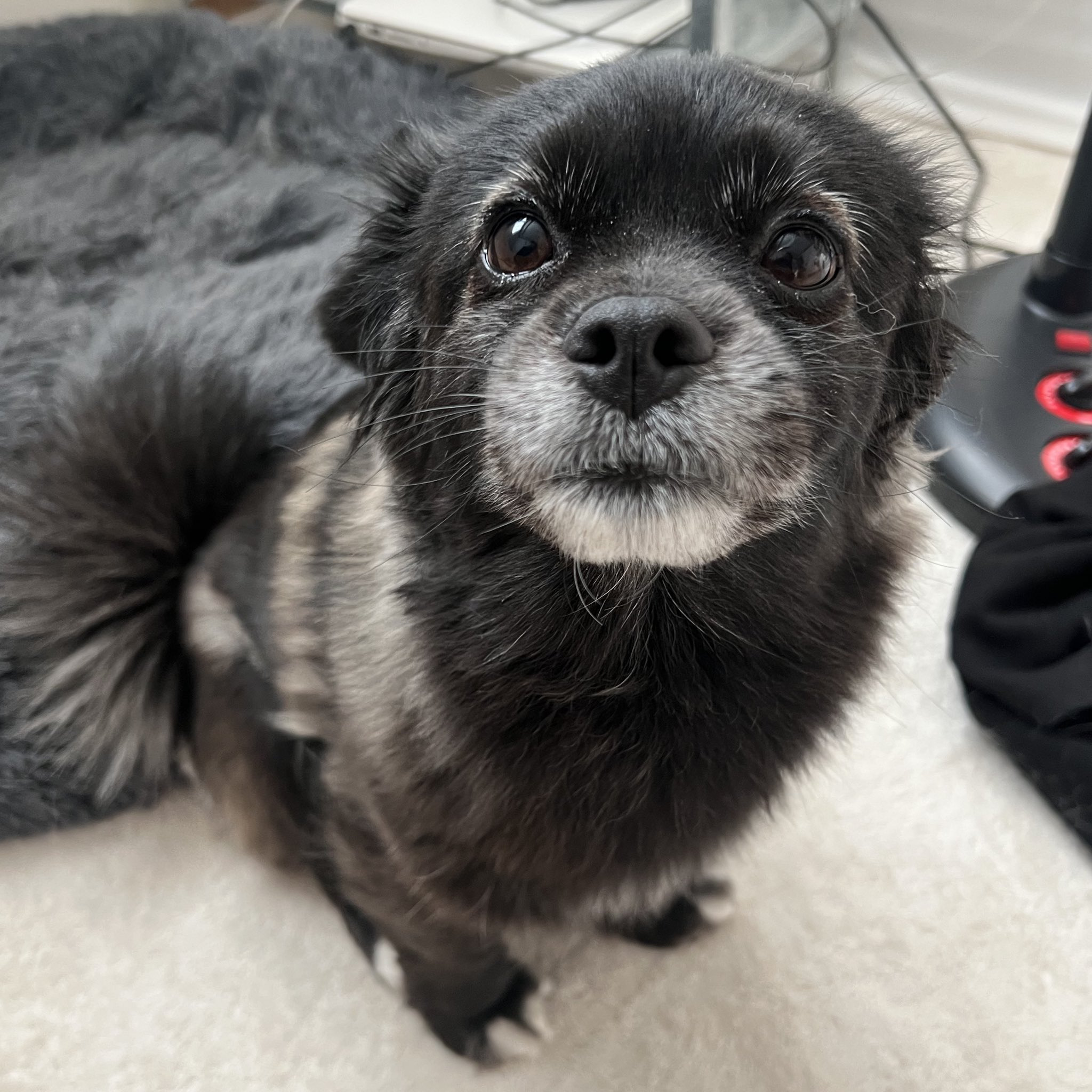 강아지-만져줘요-신호-1-이미지