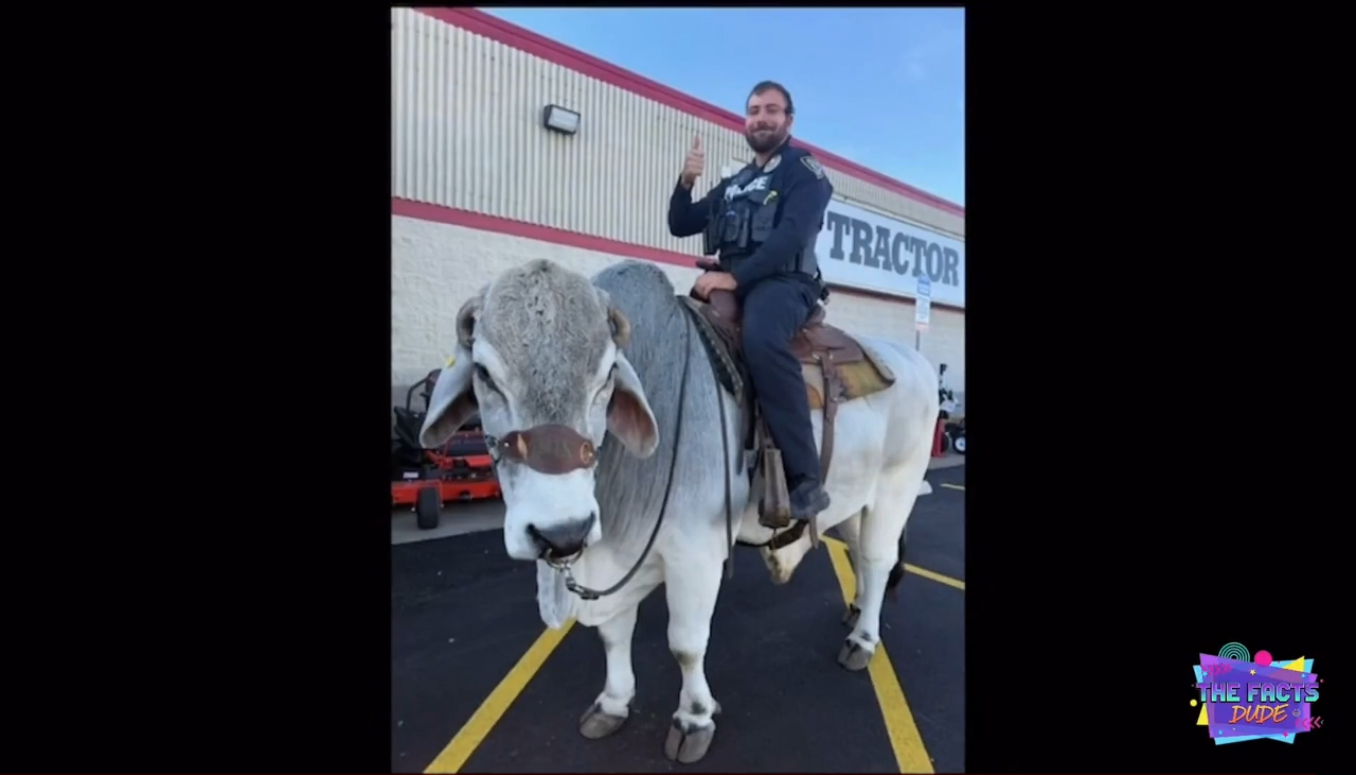 ???-경찰서죠?-지금-월마트-주차장에-황소를-탄-이상한-남자가-있어요-1-이미지