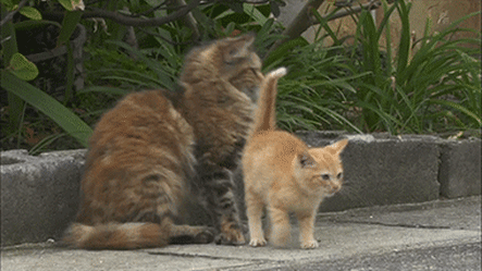 촬영중-간택-당한-카메라맨.gif-0-이미지