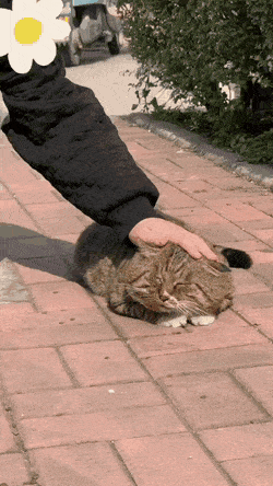 사람-손길에-납작해진-고양이-0-이미지