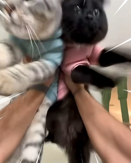 고양이-냅다-들어서-공중에서-흔들어재끼는-남자-8-이미지