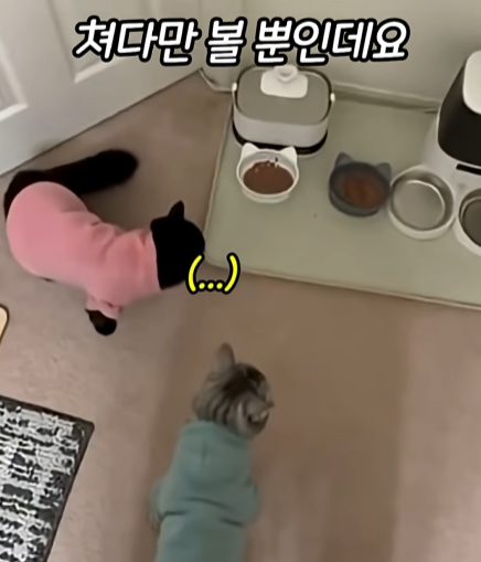 고양이-냅다-들어서-공중에서-흔들어재끼는-남자-3-이미지