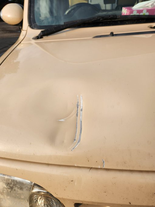 도로한복판에서-곰을-만났습니다.-1-이미지