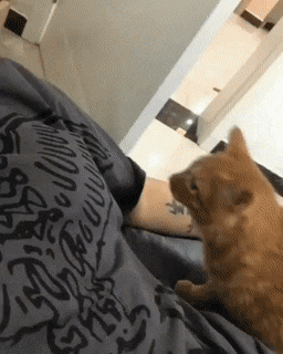 겨울이-되면-고양이-집사들이-더-행복해지는-이유.gif-1-이미지