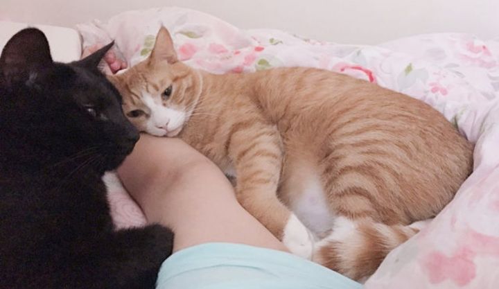 겨울이-되면-고양이-집사들이-더-행복해지는-이유.gif-2-이미지