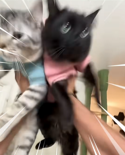 고양이-냅다-들어서-공중에서-흔들어재끼는-남자-0-이미지