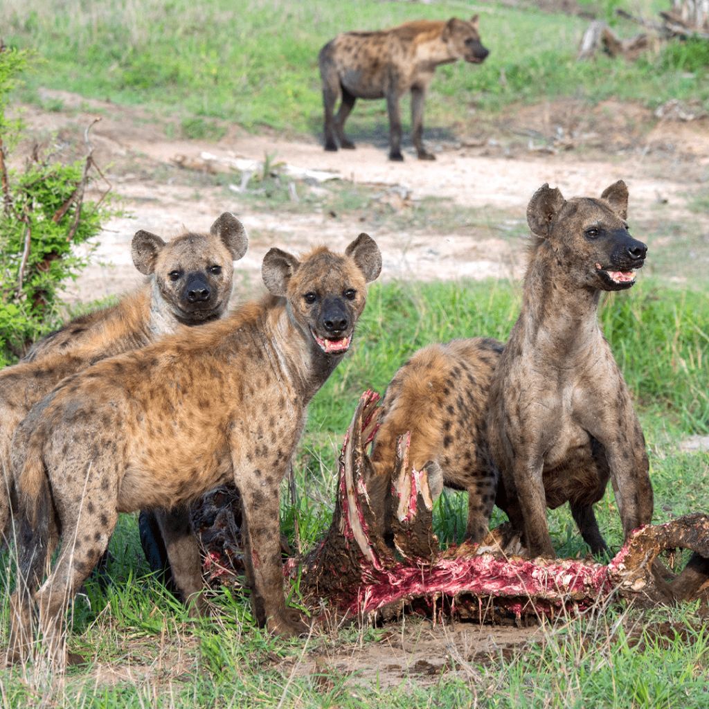 하이에나가-개과가-아님을-느낄수-있는-사진들-3-이미지