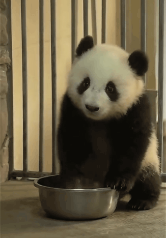 밥-달라고-시위하는-아기판다🐼-0-이미지