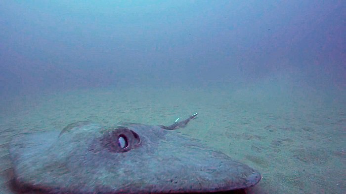 바다속의-돌고래를-촬영하기-위해-만들어진-카메라-퀄리티ㅋㅋㅋㅋ.jpgif-9-이미지