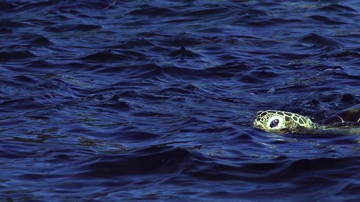 바다속의-돌고래를-촬영하기-위해-만들어진-카메라-퀄리티ㅋㅋㅋㅋ.jpgif-11-이미지