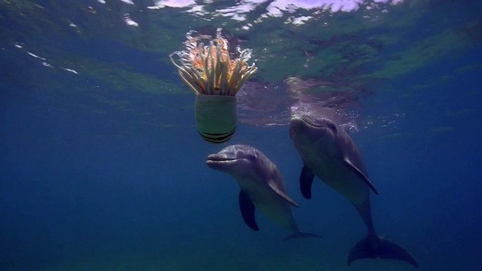 바다속의-돌고래를-촬영하기-위해-만들어진-카메라-퀄리티ㅋㅋㅋㅋ.jpgif-7-이미지