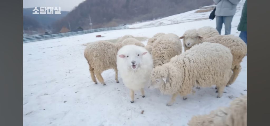 양-씻기기-2-이미지