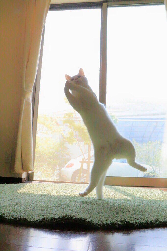 발레하는-고양이.jpg-7-이미지