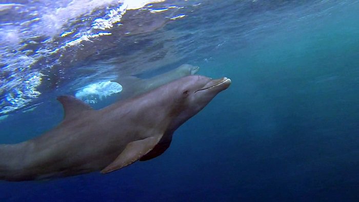 바다속의-돌고래를-촬영하기-위해-만들어진-카메라-퀄리티ㅋㅋㅋㅋ.jpgif-14-이미지