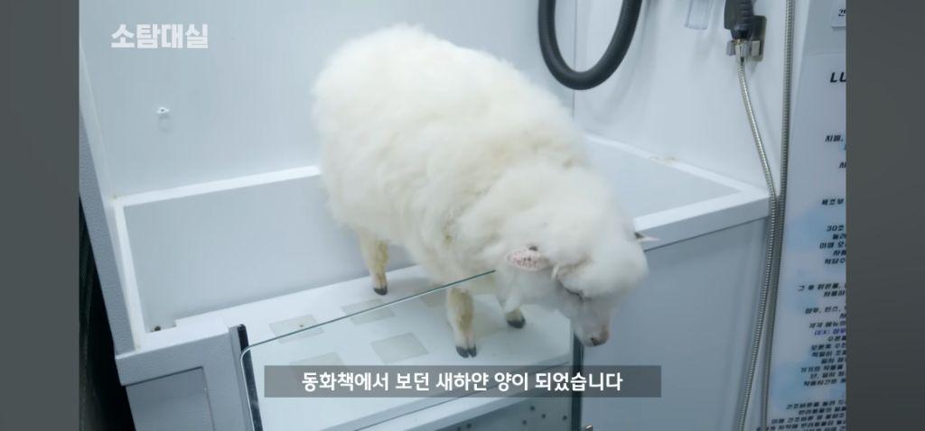 양-씻기기-1-이미지